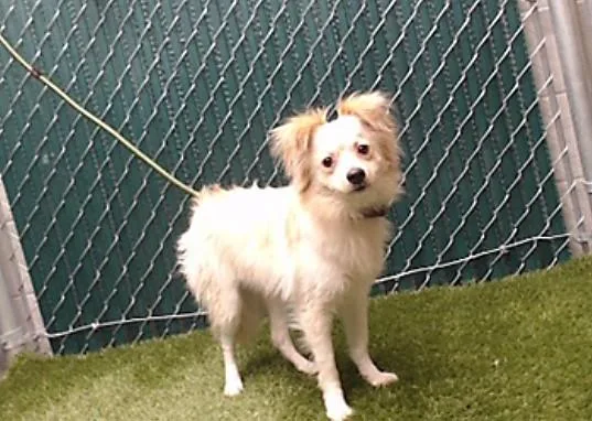 A young medium-sized male Terrier dog named Astro for adoption in Downey, CA