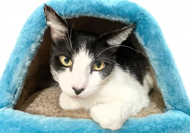An adult medium-sized male Domestic Short Hair cat named Gene for adoption in Fort Lauderdale, FL