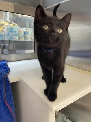 A baby small-sized male Domestic Short Hair cat named Earl for adoption in Westland, MI