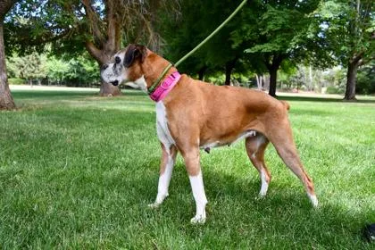 A senior large-sized female Boxer dog named Lorelai for adoption in Yakima, WA