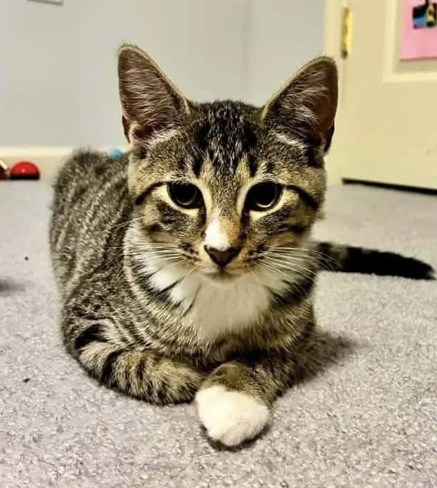 A baby medium-sized male Tabby (Tiger Striped) Domestic Short Hair cat named Dune for adoption in Breinigsville, PA