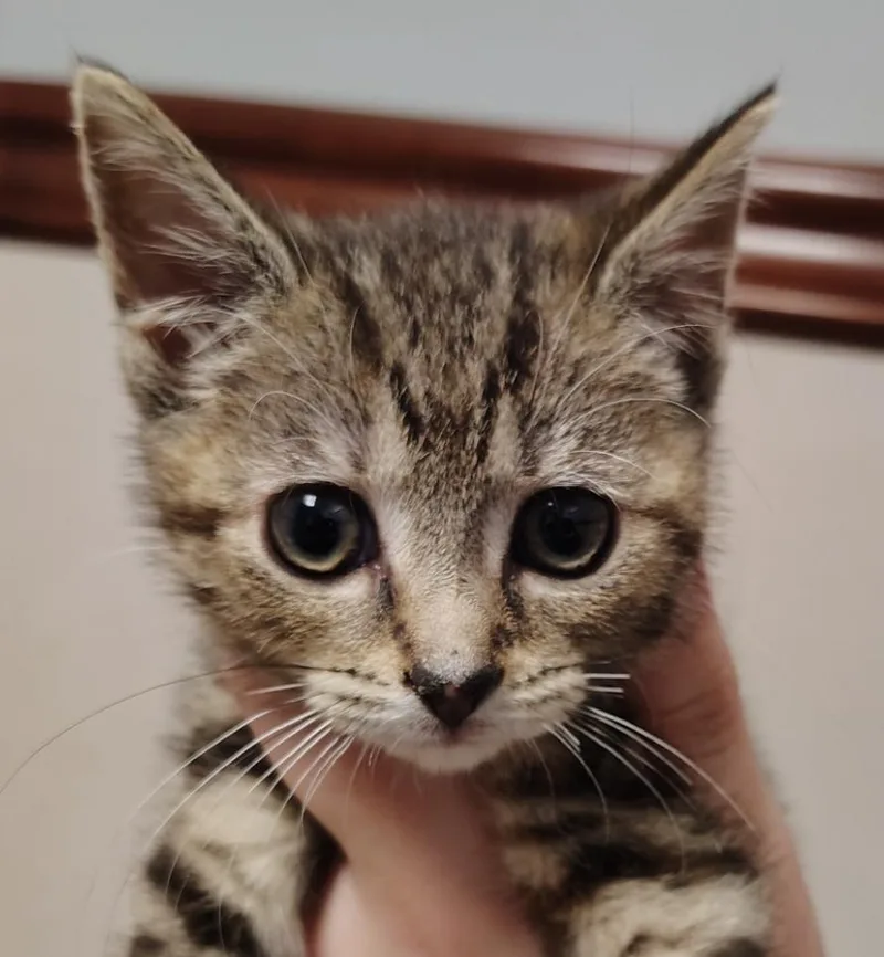A baby small-sized female Domestic Short Hair cat named Dora for adoption in Indiana, PA