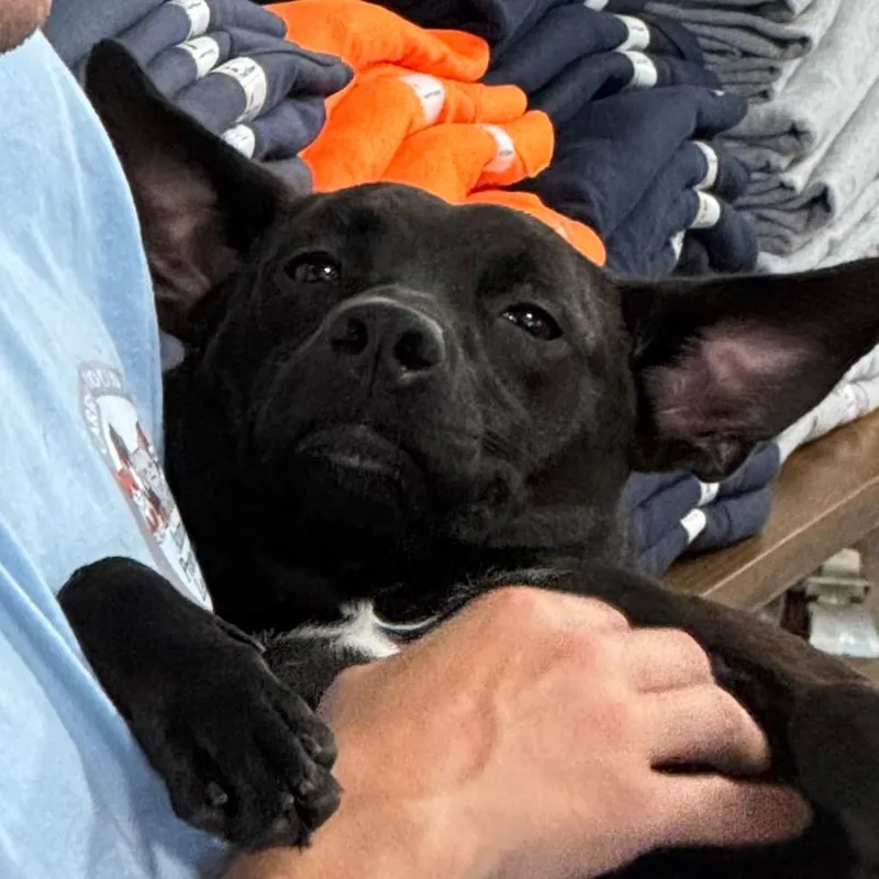 A young medium-sized male Black Mixed Breed dog named Jack for adoption in Carrollton, OH