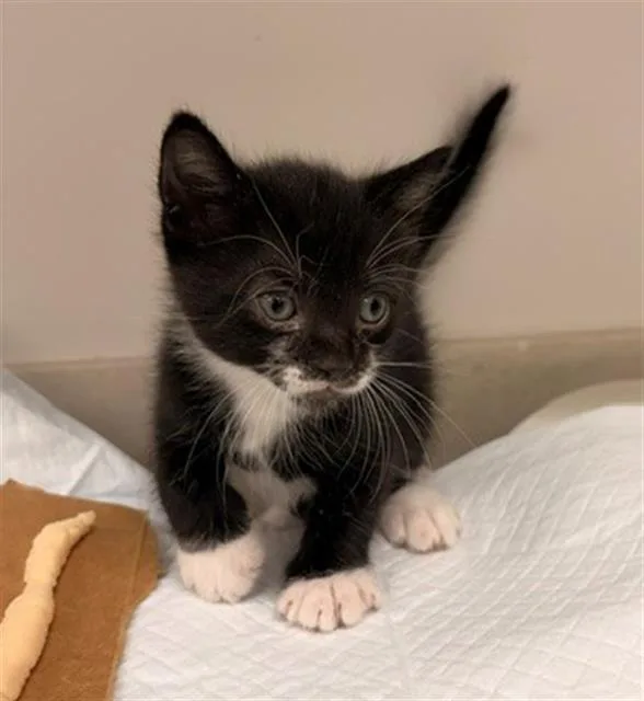 A baby small-sized male Domestic Short Hair cat named Parakeet for adoption in Baytown, TX
