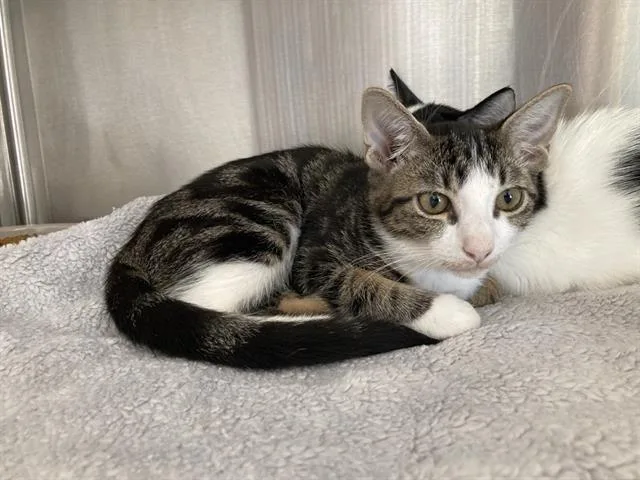 A baby small-sized female Domestic Short Hair cat named Cronut for adoption in Tustin, CA