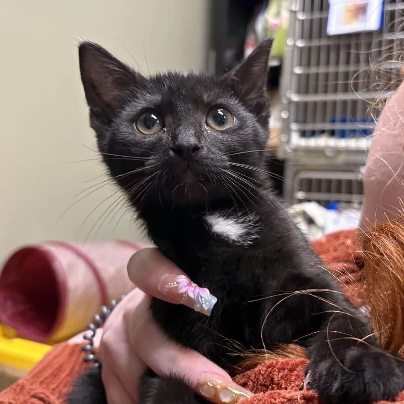 A baby small-sized male Black Domestic Short Hair cat named Gus for adoption in Wilmington, DE
