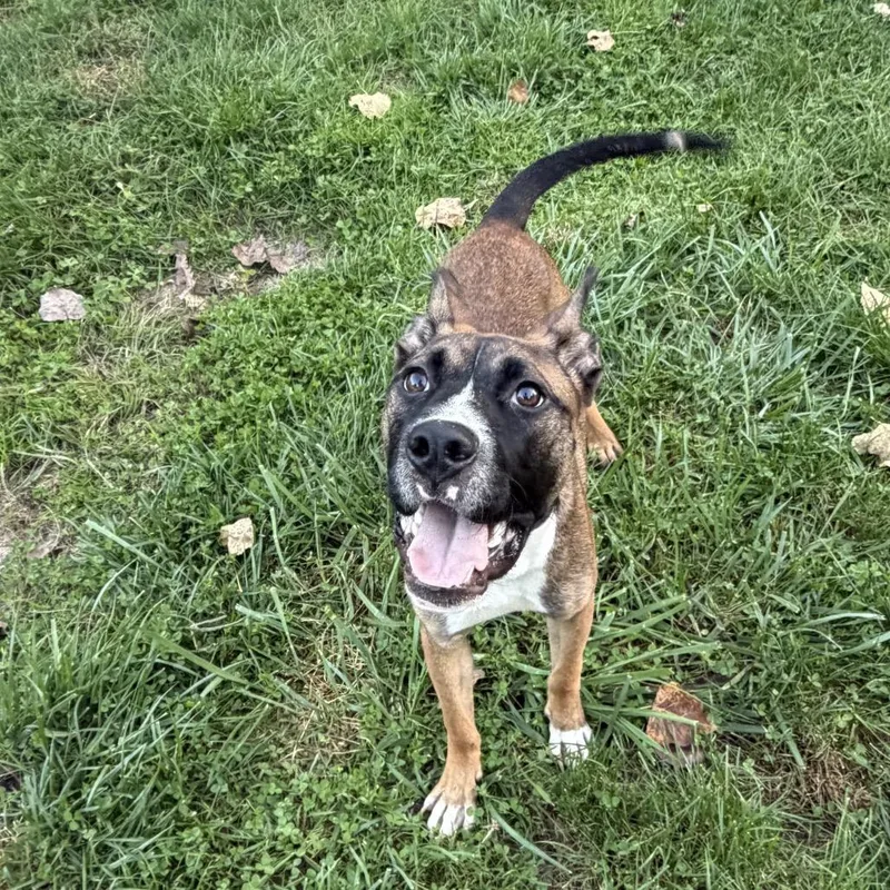 A young medium-sized male Mixed Breed dog named Gus for adoption in Northville, MI