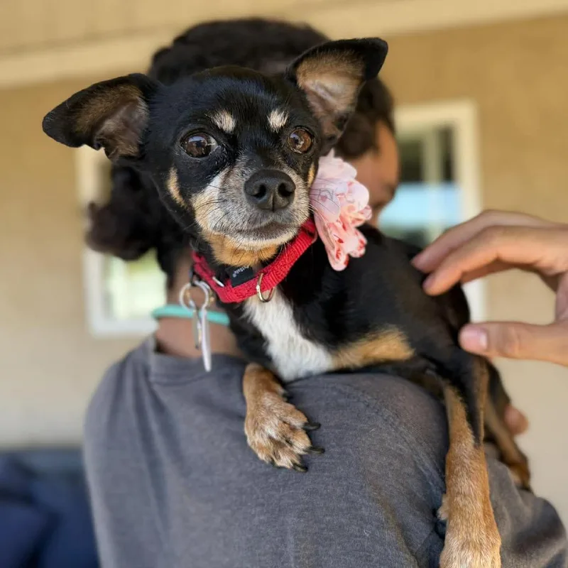 A senior small-sized female Black Chihuahua dog named Gypsy Azalea for adoption in Ramona, CA