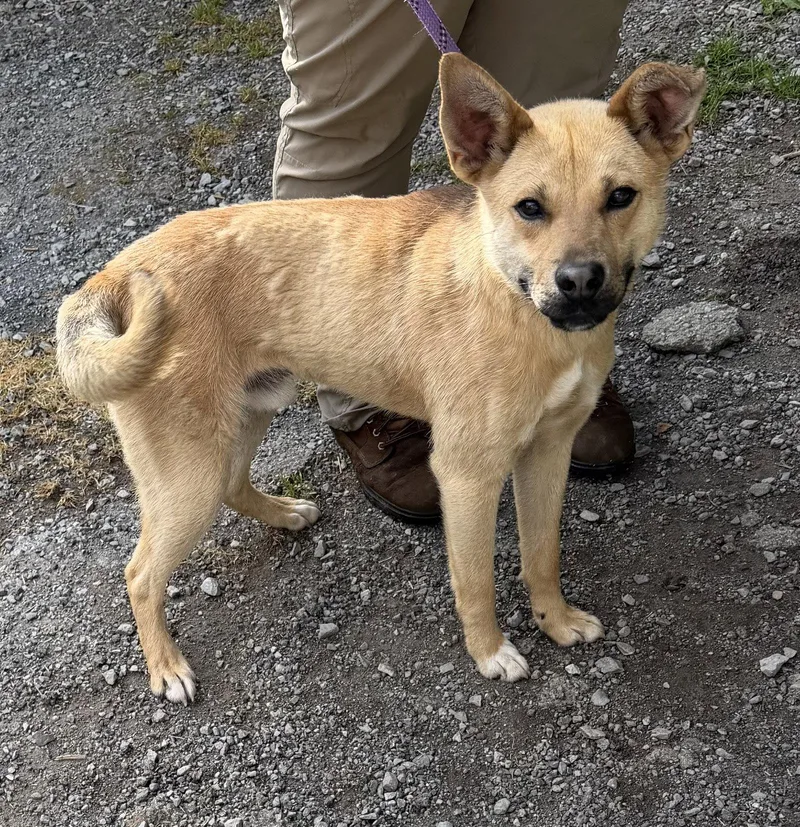 An adult medium-sized male Yellow Labrador Retriever dog named Cinder for adoption in Elkins, WV