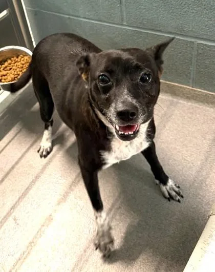 An adult small-sized female Terrier dog named Ronaldo for adoption in Madison, NJ