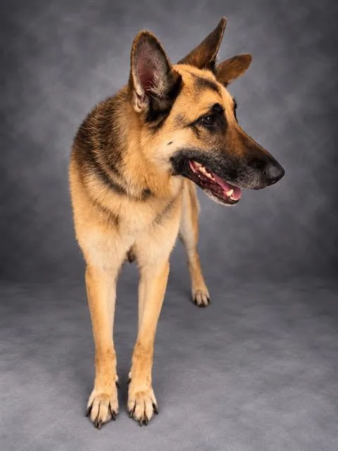 An adult large-sized female German Shepherd Dog dog named Rose for adoption in Winter Haven, FL