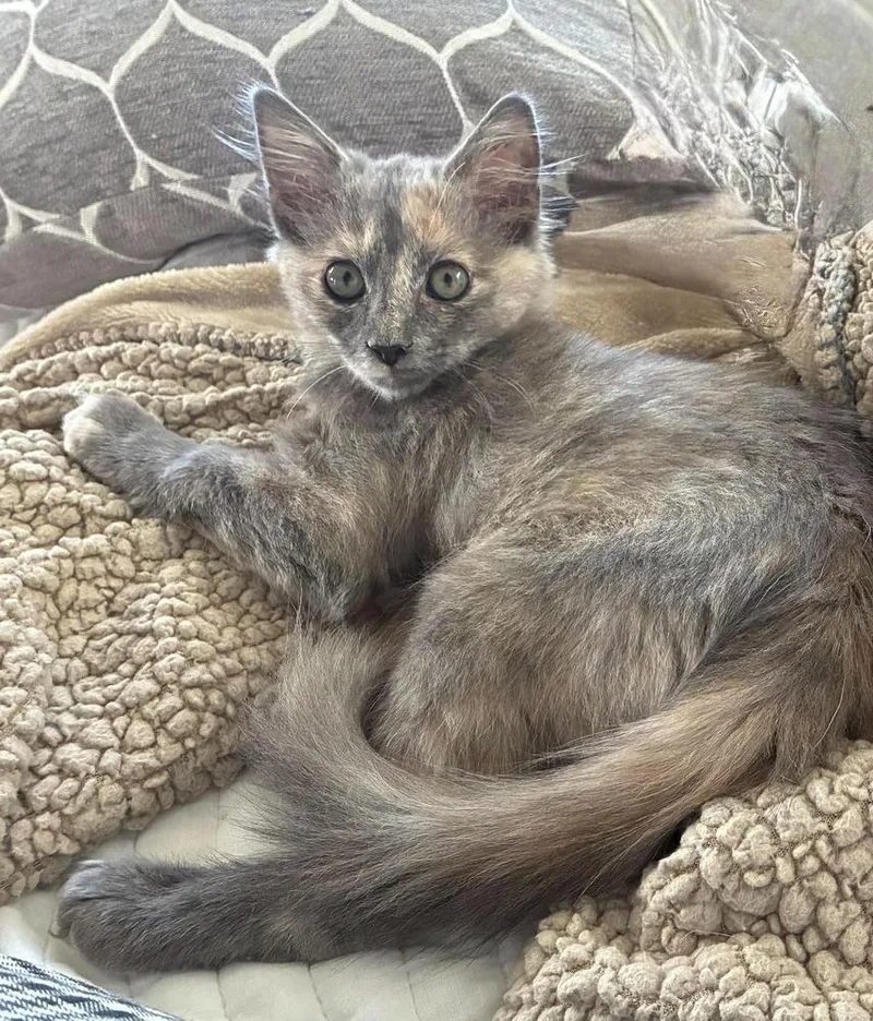 A baby small-sized female Domestic Medium Hair cat named Pogo for adoption in Emerald Isle, NC