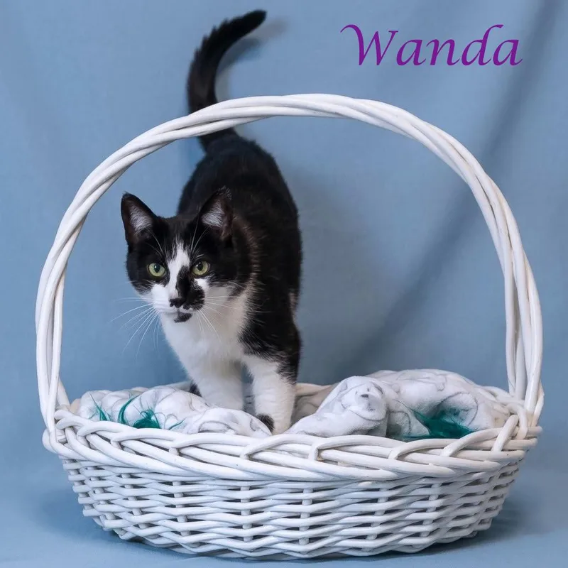 Wanda C