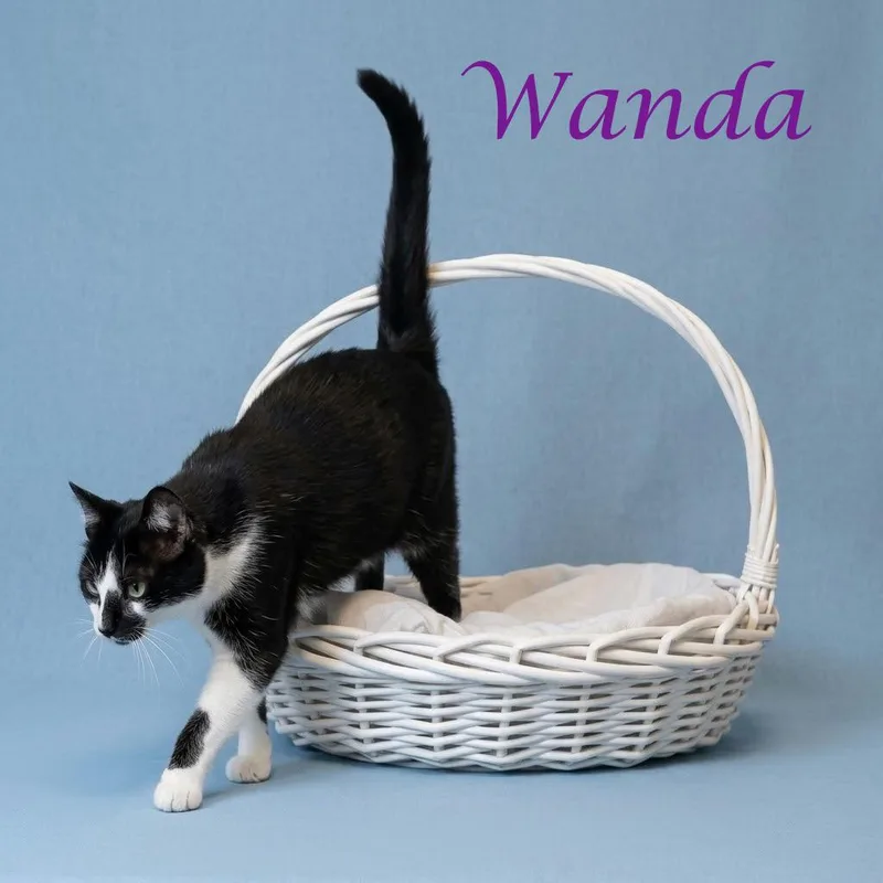 Wanda C thumbnail 2