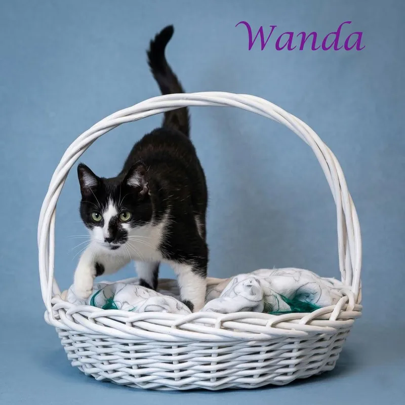 Wanda C thumbnail 3