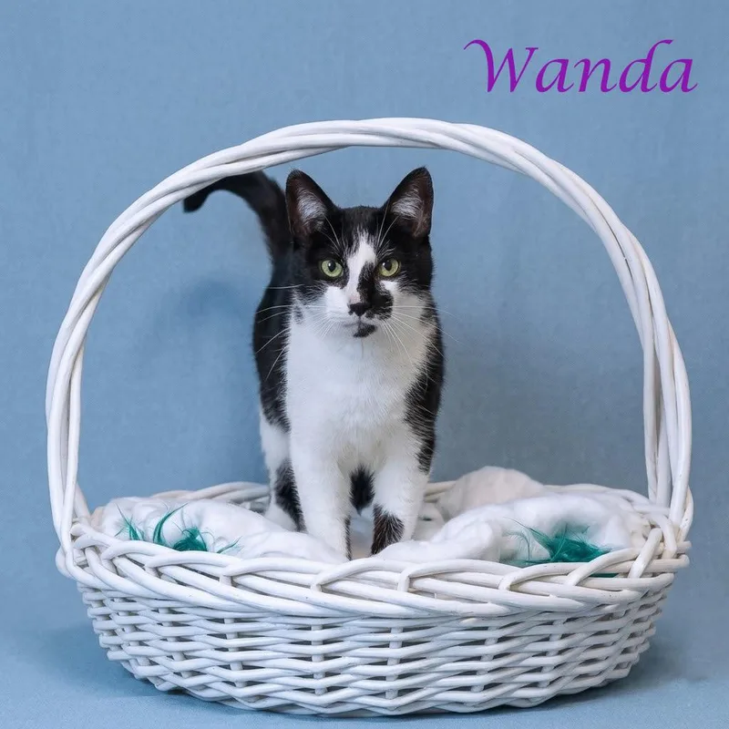 Wanda C thumbnail 4