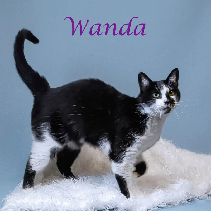 Wanda C thumbnail 5