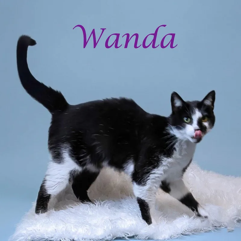 Wanda C thumbnail 6