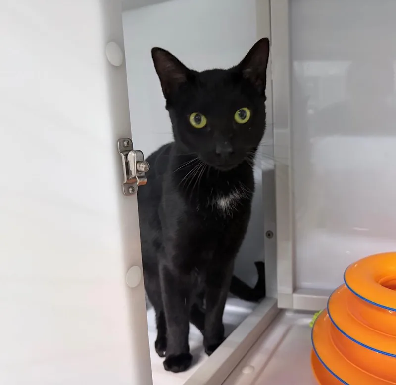 A young medium-sized male Domestic Short Hair cat named Cedarwood for adoption in Raleigh, NC