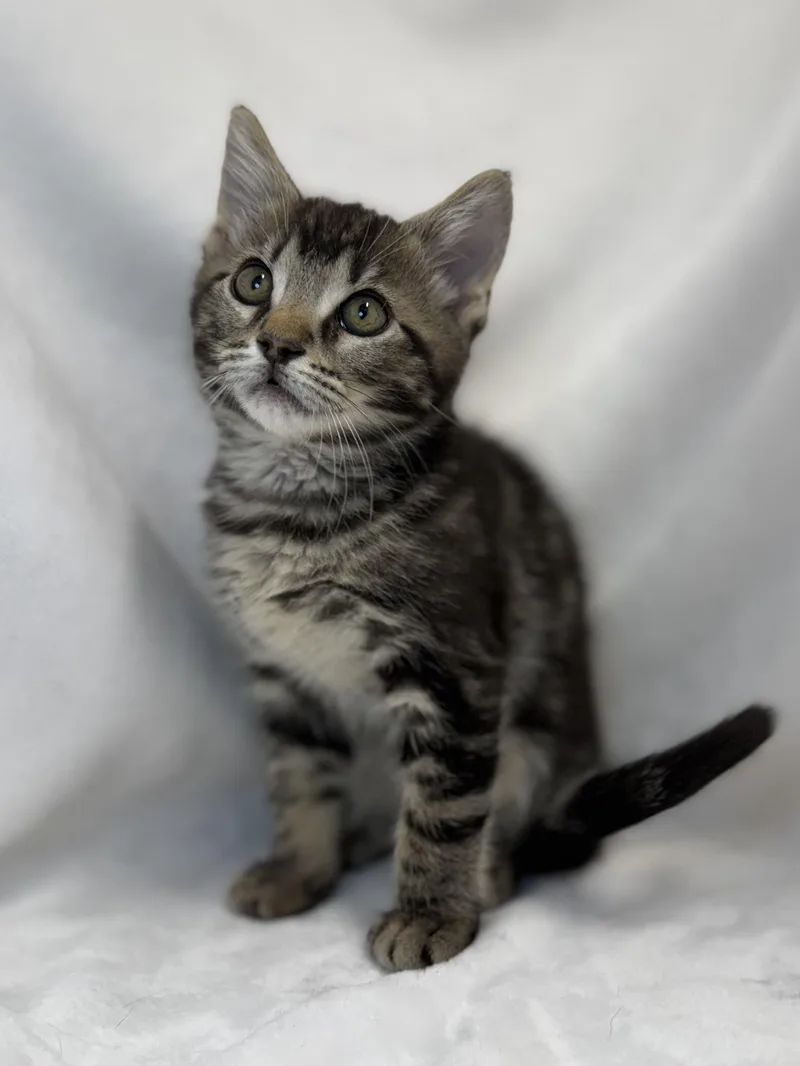 A baby medium-sized male Tabby (Brown / Chocolate) Domestic Short Hair cat named Bowtie for adoption in Greensboro, NC