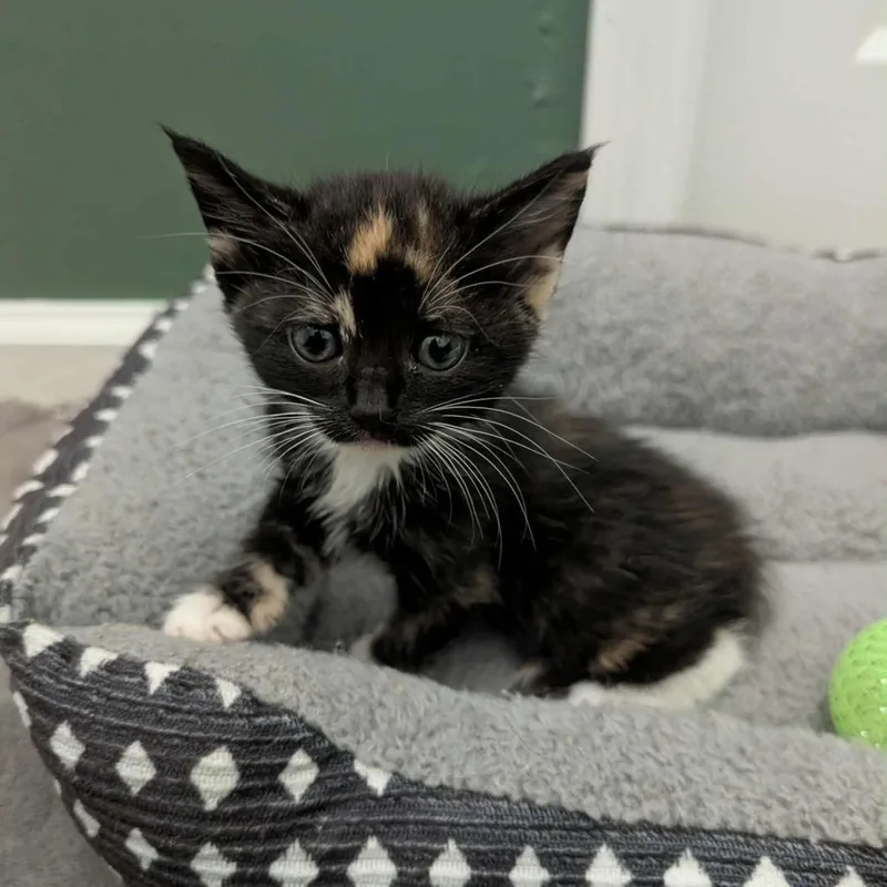 Decibelle thumbnail 2