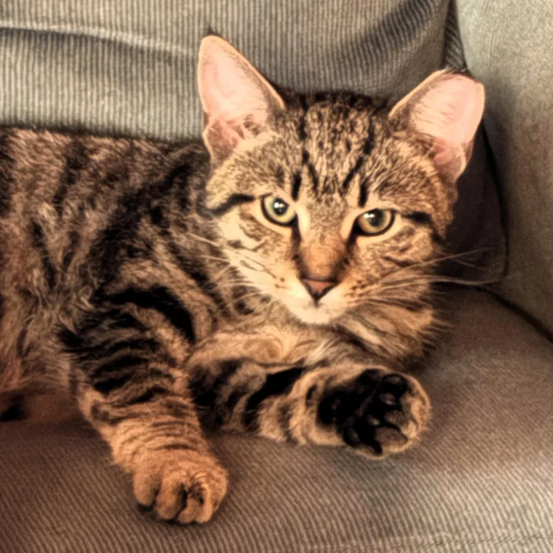 A baby medium-sized female Domestic Short Hair cat named Sequoia for adoption in Valparaiso, IN