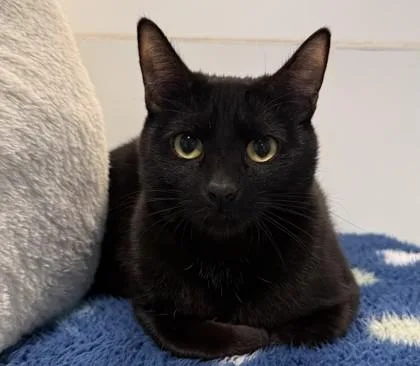 An adult medium-sized female Domestic Short Hair cat named Zola for adoption in Sultan, WA