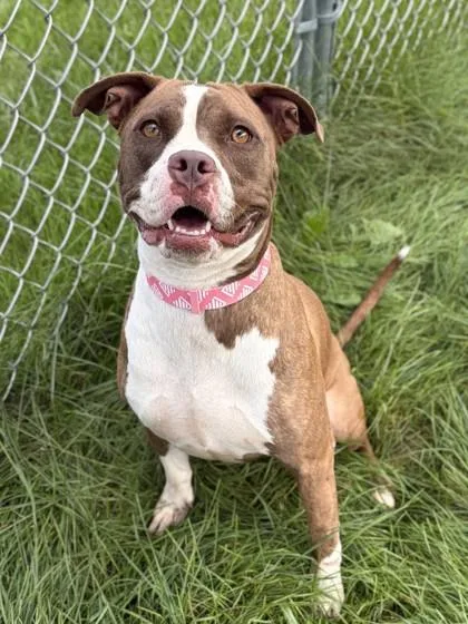 An adult medium-sized female Pit Bull Terrier dog named Layla for adoption in Jefferson, WI