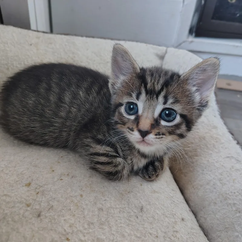 A baby small-sized female Tabby (Brown / Chocolate) Domestic Short Hair cat named Hannah for adoption in Ionia, MI
