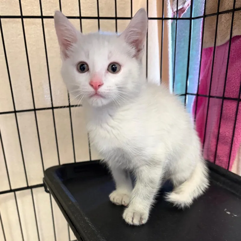 A baby small-sized male White Domestic Short Hair cat named Barry for adoption in Webster, TX