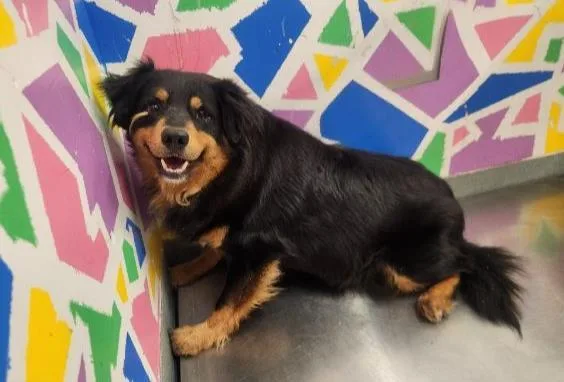 An adult large-sized male Australian Shepherd dog named Bear for adoption in Baytown, TX