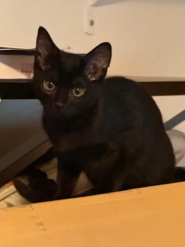 A young medium-sized male Black Domestic Short Hair cat named Toast for adoption in Arlington, WA