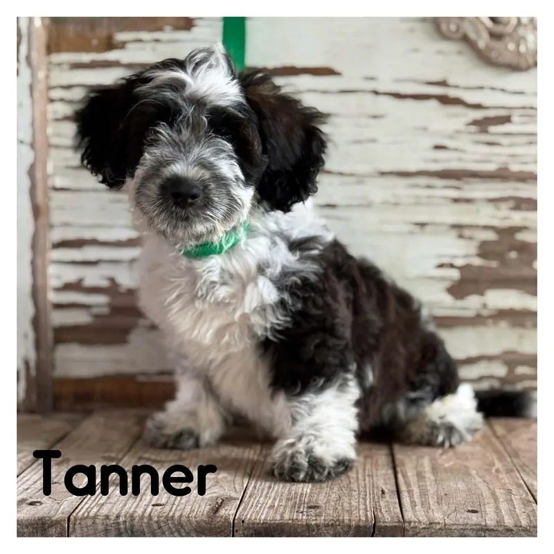 A young medium-sized male Shih Tzu dog named Tanner for adoption in University Place, WA