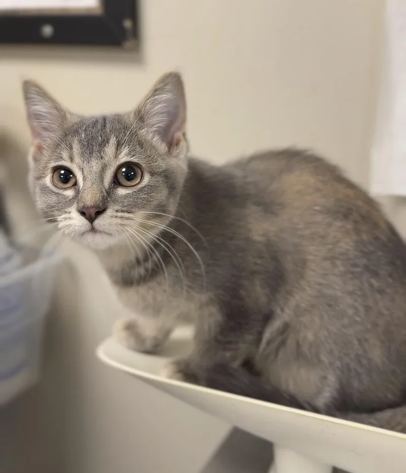 A baby medium-sized female Gray / Blue / Silver Domestic Short Hair cat named Bacon for adoption in Bemidji, MN