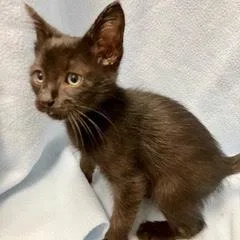 A baby medium-sized male Black Domestic Short Hair cat named Ogi for adoption in Green Valley, AZ