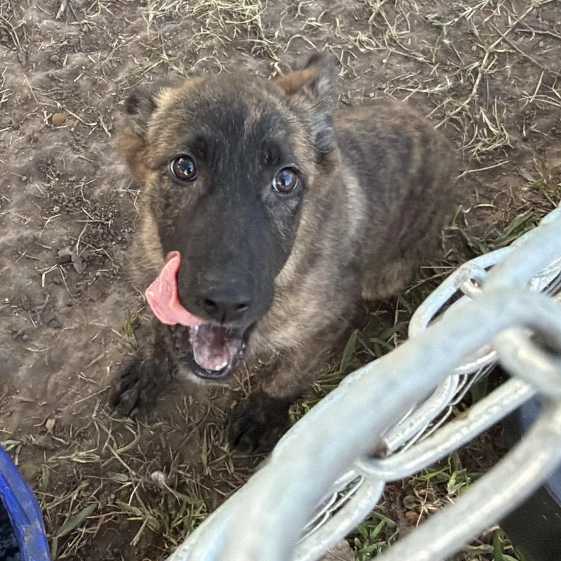 A baby small-sized male Brindle Mixed Breed dog named Gator for adoption in Lake Jackson, TX