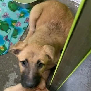 A baby small-sized female Labrador Retriever dog named Blossom  Stray Hold for adoption in Spokane, WA