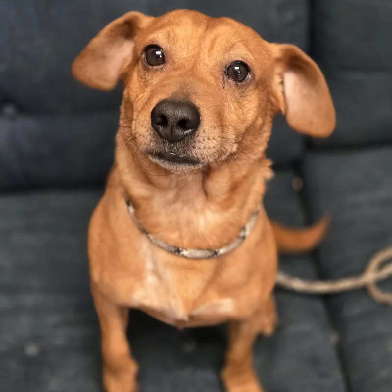 An adult small-sized male Yellow / Tan / Blond / Fawn Mixed Breed dog named Bucky for adoption in Normal, IL