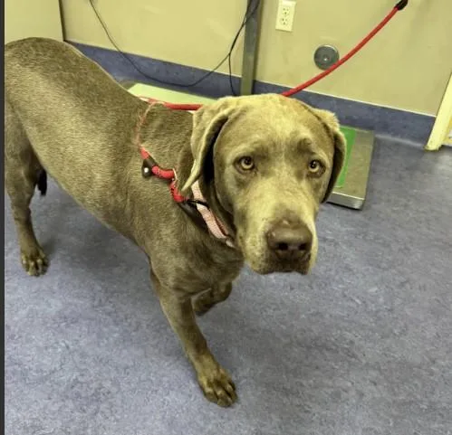 An adult large-sized female Labrador Retriever dog named Mamba for adoption in Santa Maria, CA