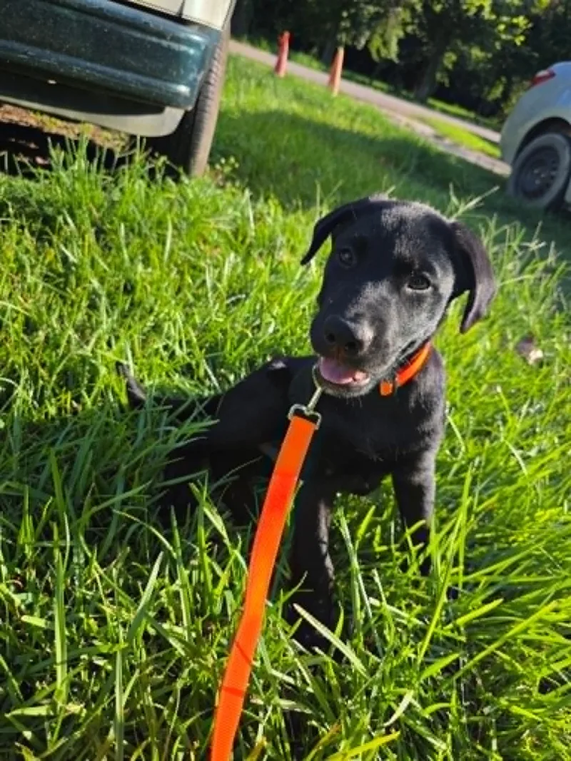 Onyx