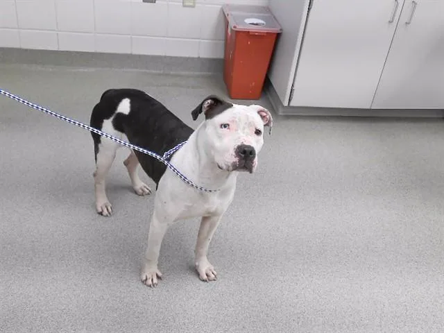 An adult medium-sized female Boxer dog named Dora for adoption in Omaha, NE