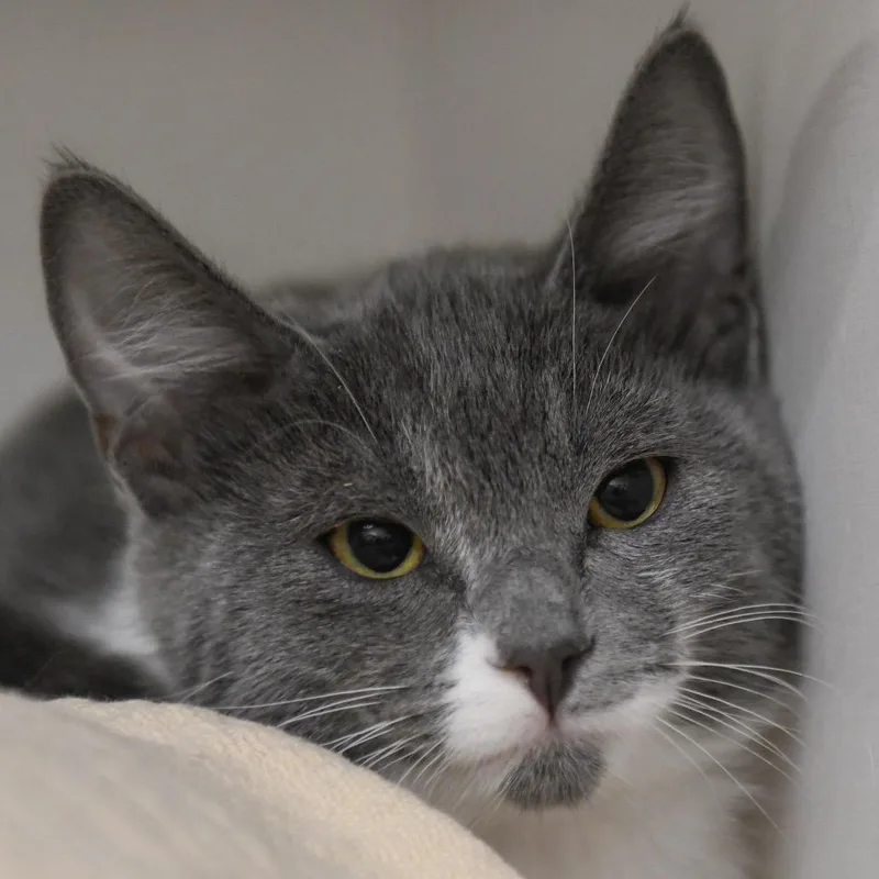 A baby small-sized male Gray / Blue / Silver Domestic Short Hair cat named Hansel for adoption in Redwood City, CA