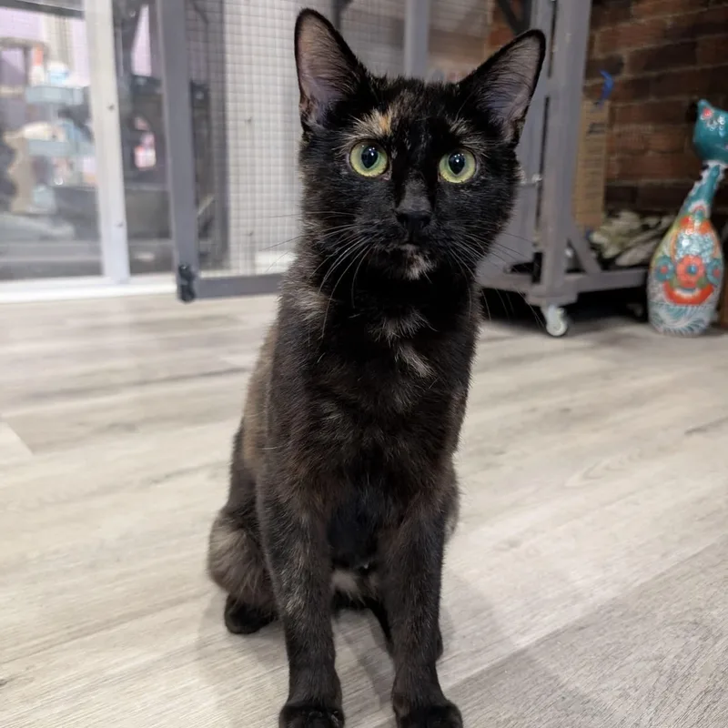 A young medium-sized female Domestic Short Hair cat named Zira for adoption in Washington, PA