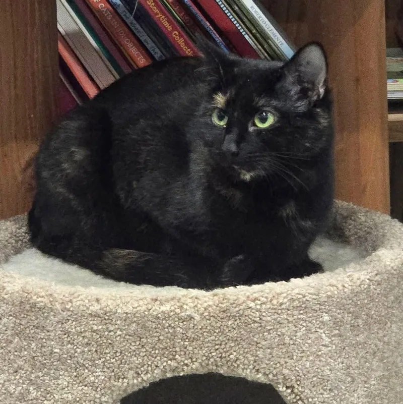 Zira thumbnail 6