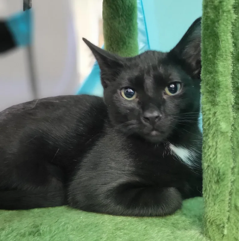 A baby medium-sized male Black Domestic Short Hair cat named Traverse City for adoption in Swartz Creek, MI