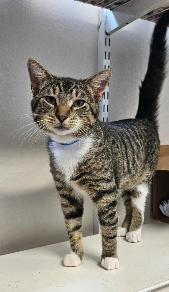 A baby small-sized male Domestic Short Hair cat named Thomas for adoption in Fremont, OH