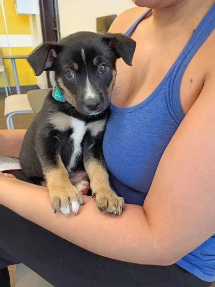 A baby small-sized male Mixed Breed dog named Theo for adoption in Atlanta, GA