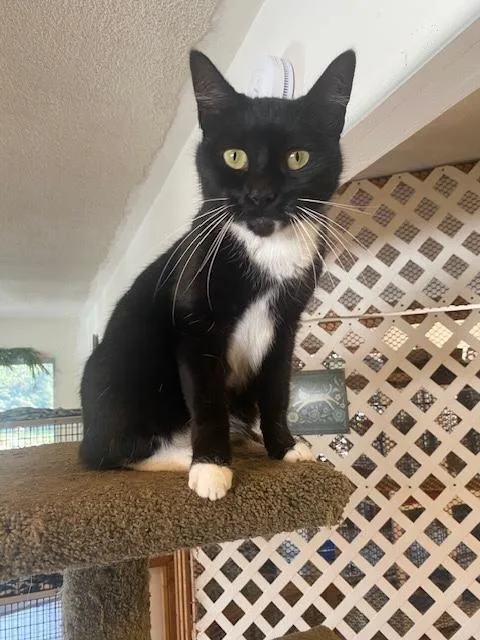 An adult medium-sized female Black & White / Tuxedo Tuxedo cat named Annie for adoption in Santa Cruz, CA