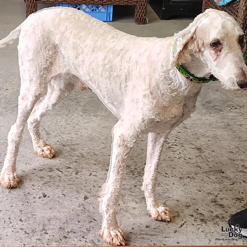 A young large-sized male Standard Poodle dog named Legend for adoption in Washington, DC