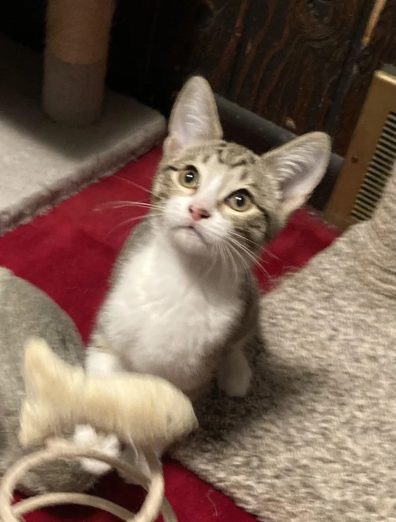 A baby medium-sized male Domestic Short Hair cat named Bracket for adoption in Trenton, NJ